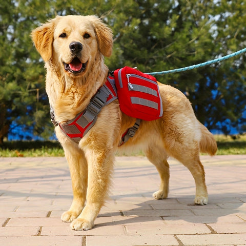 harnais chien tactique securite et praticite