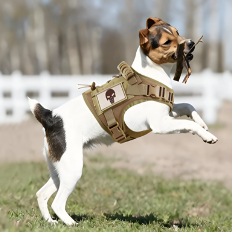 harnais chien tactique solide