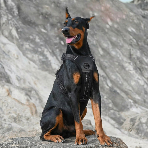 harnais chien tactique structure robuste