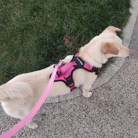 harnais chien tactique ultra pratique