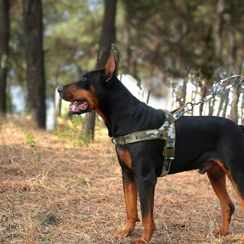 harnais chien tactique vert camo