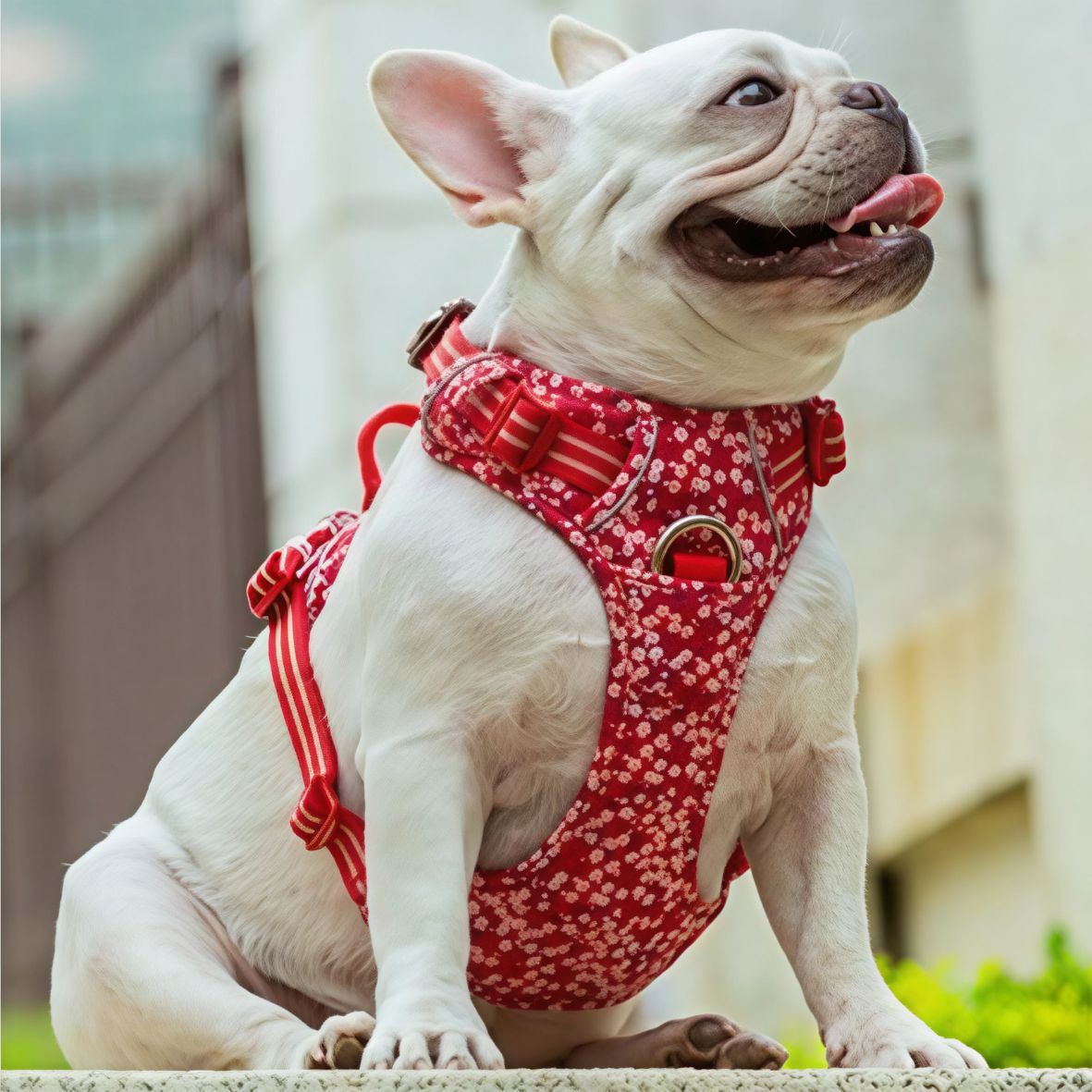 HARNAIS CHIEN | TRUELOVE - Les chiens beaux