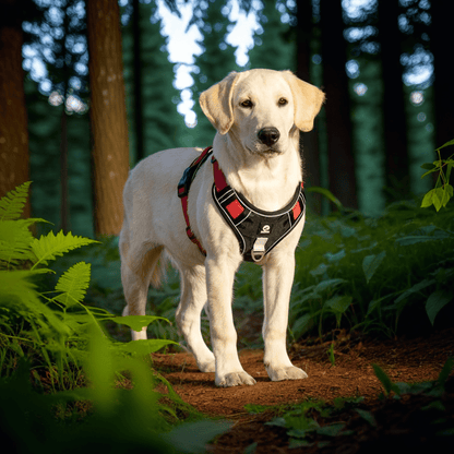HARNAIS CHIEN | VESTE TACTIQUE - Les chiens beaux