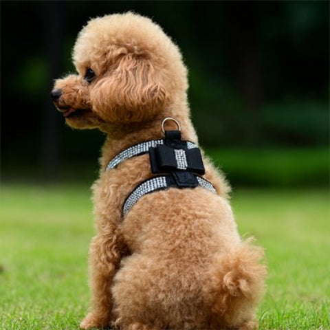 Harnais chiot noir