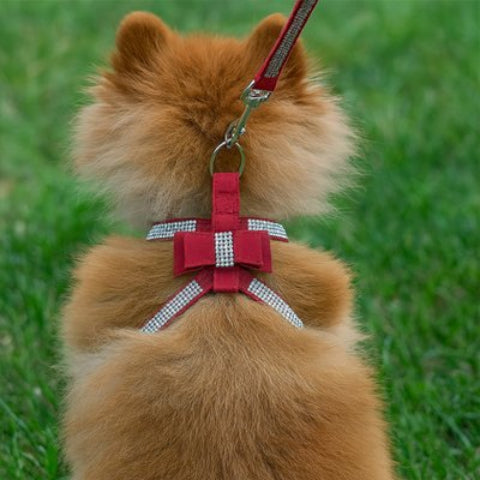 Harnais chiot rouge