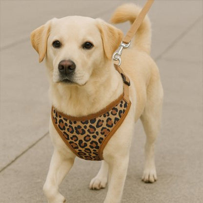 Harnais petit Chien brun de qualite