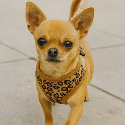 Harnais petit Chien brun joli