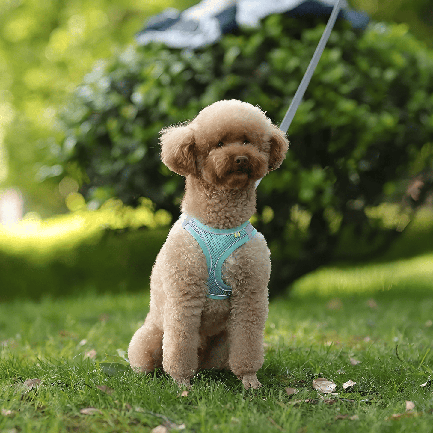 HARNAIS PETIT CHIEN | MINIPAWFIT - Les chiens beaux