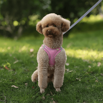 HARNAIS PETIT CHIEN | MINIPAWFIT - Les chiens beaux