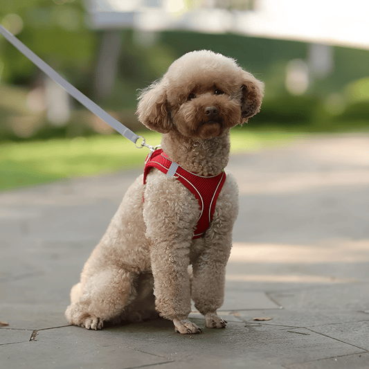 HARNAIS PETIT CHIEN | MINIPAWFIT - Les chiens beaux