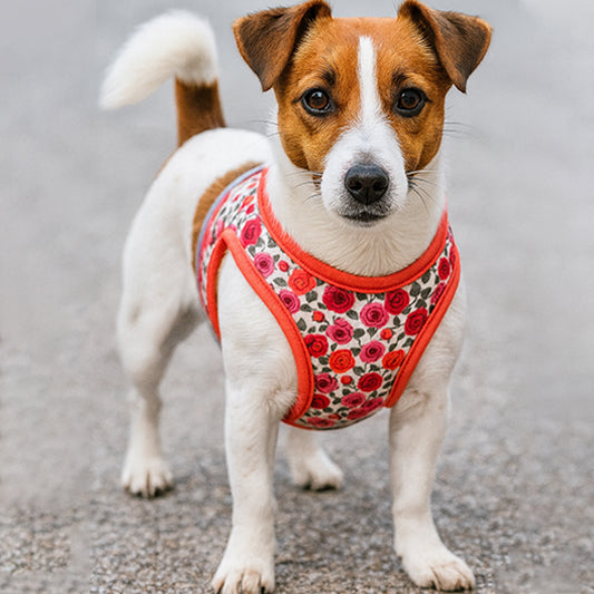 harnais petit chien respirant robuste