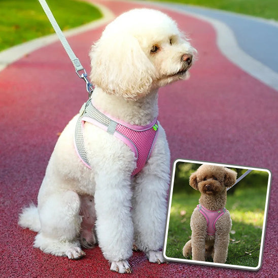 Harnais petit chien - MiniPawFit