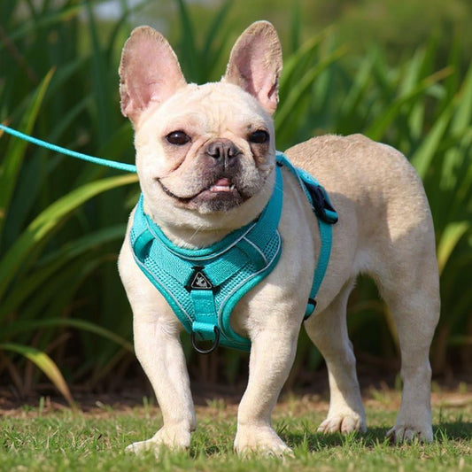 HARNAIS PETIT CHIEN | SELLE DE MOULAGE EN MAILLE - Les chiens beaux