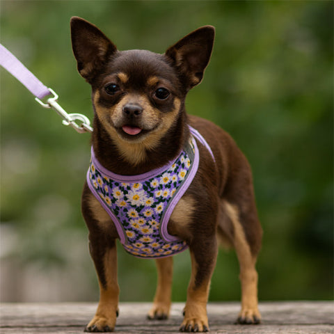 harnais petit chien violet confortable
