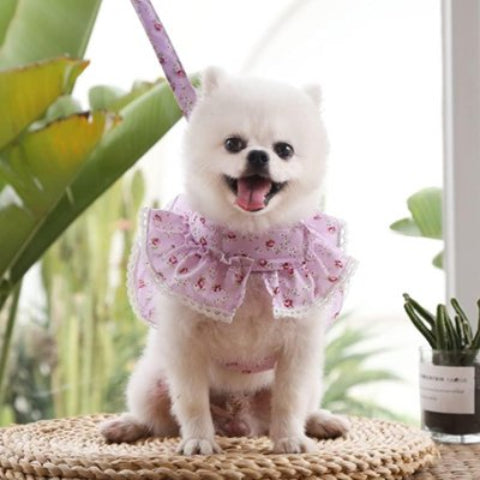 Harnais petit Chien violet elegant
