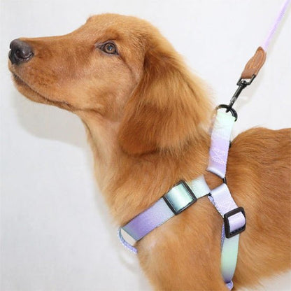 Harnais pour chien coloré | Santafe - Les chiens beaux