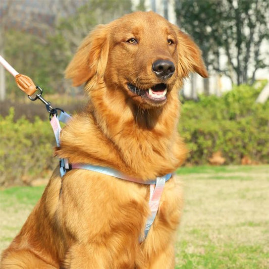 Harnais pour chien coloré | Santafe - Les chiens beaux