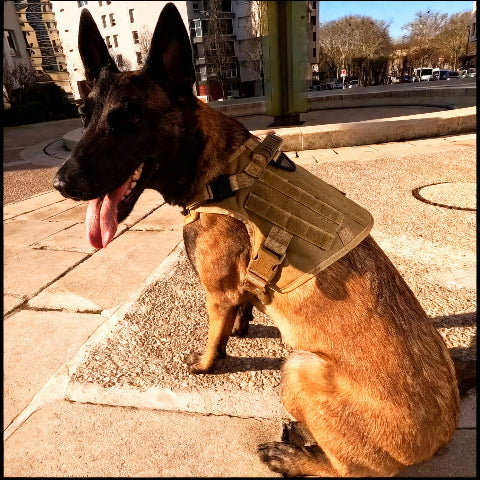 harnais pour chien militaire Tacticontrol kaki tres solide