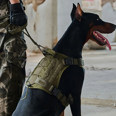 Doberman avec un harnais pour chien militaire tacticontrole vert accrocher à une laisse et un mousqueton avec son maitre habillé en pantalon militaire