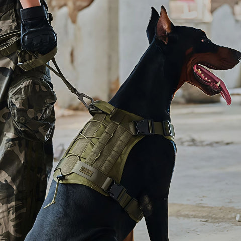 Doberman avec un harnais pour chien militaire tacticontrole vert accrocher à une laisse et un mousqueton avec son maitre habillé en pantalon militaire