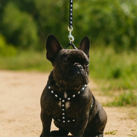 Harnais pour Chien noir ideal