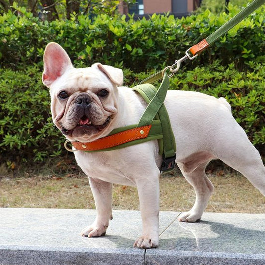 Harnais pour chien | Poitrail en nylon - Les chiens beaux