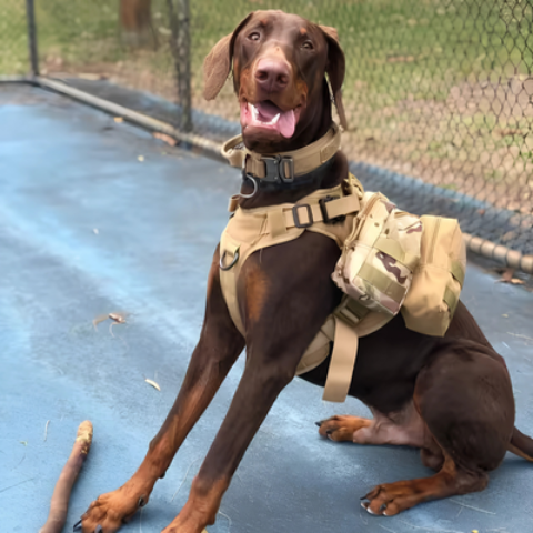 harnais pour chien tactique camo tres durable