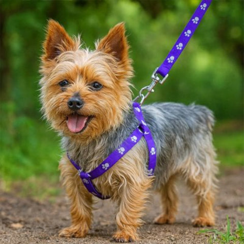 Harnais pour Chien violet beau