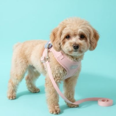 Harnais pour petit Chien rose chic