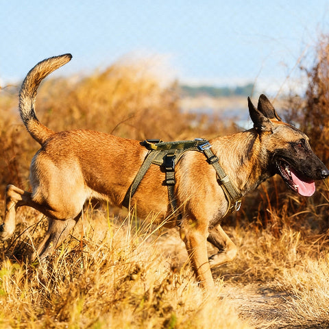 harnais servidog douceur et resistance du chien