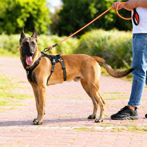 harnais servidog ideal pour les promenades