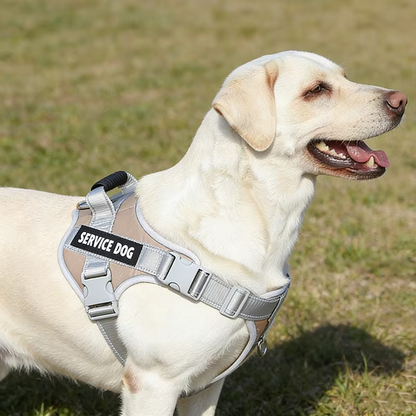 harnais servidog robuste