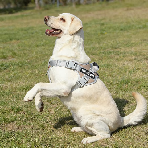 harnais servidog 