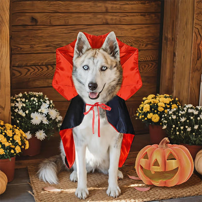 husky qui porte deguisement chien cape elegant