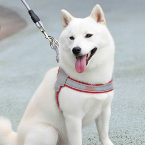 husky qui porte le harnais anti  traction chien sangle de poitrine efficace