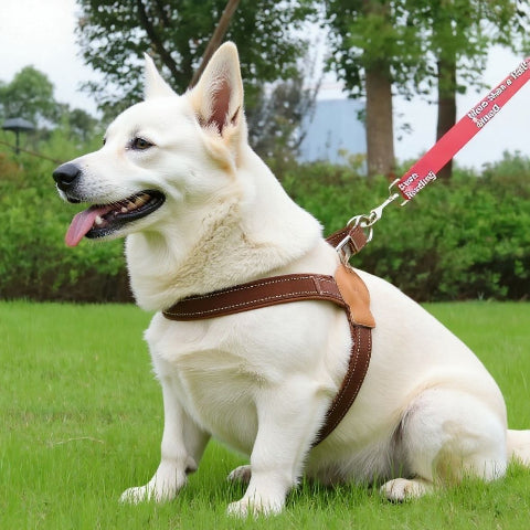 husky qui porte le harnais anti  traction chien sangle de poitrine kaki de haute qualite
