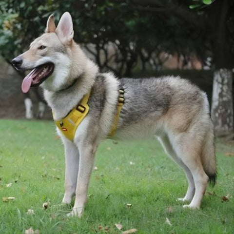 husky qui porte le harnais chien Laisse anti traction jaune tres efficace