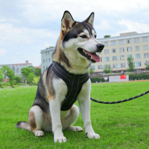 husky qui porte le harnais chien avec poignee SFP noir robuste
