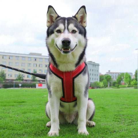 husky qui porte le harnais chien avec poignee SFP rouge pratique