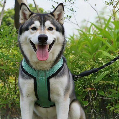 husky qui porte le harnais chien avec poignee SFP vert de bonne qualite