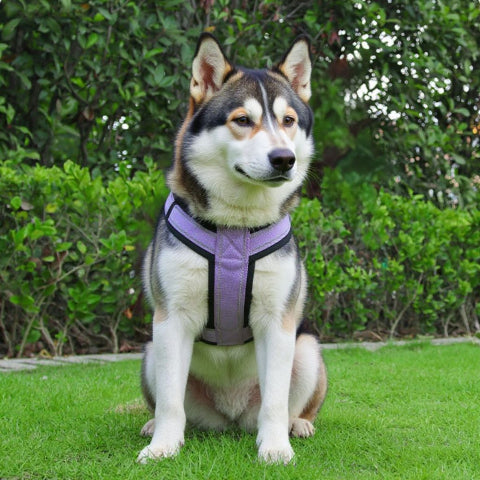 husky qui porte le harnais chien avec poignee SFP violet durable