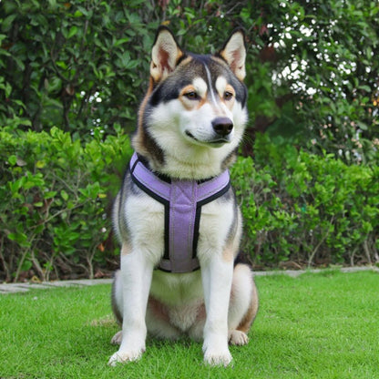 husky qui porte le harnais chien avec poignee SFP violet durable