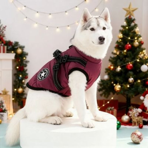 husky qui porte le harnais chien manteau d hiver violet chaud