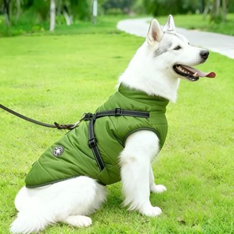 husky qui porte le harnais chien manteau d hiver vert