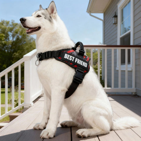 husky qui porte le harnais pour chien de service Servidog rouge de bonne qualite