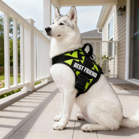 husky qui porte le harnais pour chien de service Servidog vert graffiti confortable