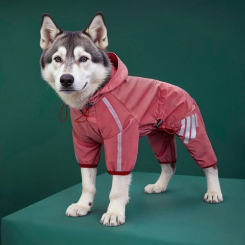 husky qui porte le manteau pour chien raincoat indispensable