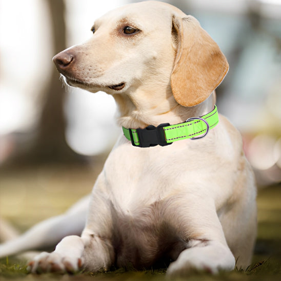 collier pour chien en nylon reflechissant avec laisse