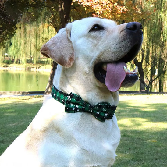 Collier pour chien - Noeud de papillon pour Noël