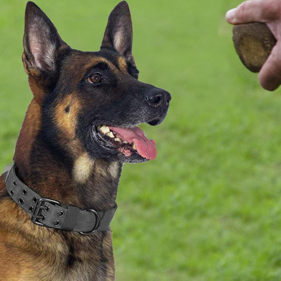 Collier pour chien tactique en nylon ajustable et durable - Fidoguard